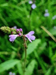 Medicinal Health Benefits Of Vervain (Verbena officinalis)