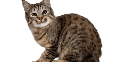 Pixie Bob Cat Breed Description and Complete Care Guide