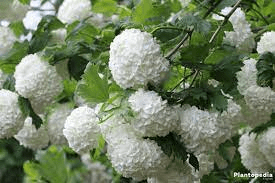20 Medicinal Health Benefits Of Guelder Rose (Viburnum opulus) 20 Medicinal Health Benefits Of Guelder Rose (Viburnum opulus)
