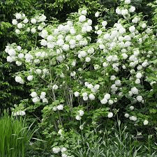 20 Medicinal Health Benefits Of Guelder Rose (Viburnum opulus) 20 Medicinal Health Benefits Of Guelder Rose (Viburnum opulus)