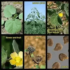 16 Medicinal Health Benefits Of Velvetleaf (Abutilon theophrasti)