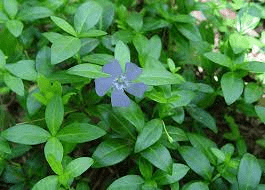 18 Medicinal Health Benefits Of Lesser Periwinkle (Vinca minor)