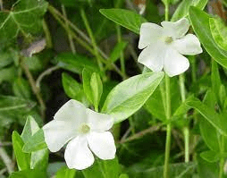 18 Medicinal Health Benefits Of Lesser Periwinkle (Vinca minor)