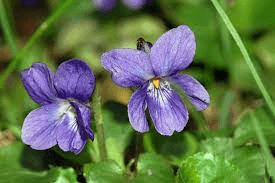 18 Medicinal Health Benefits Of Sweet Violet (Viola odorata)