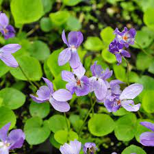 18 Medicinal Health Benefits Of Sweet Violet (Viola odorata) 18 Medicinal Health Benefits Of Sweet Violet (Viola odorata)