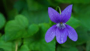 18 Medicinal Health Benefits Of Sweet Violet (Viola odorata) 18 Medicinal Health Benefits Of Sweet Violet (Viola odorata)
