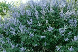20 Medicinal Health Benefits Of Chaste Tree (Vitex agnus-castus) 20 Medicinal Health Benefits Of Chaste Tree (Vitex agnus-castus)