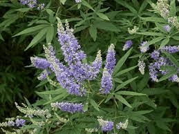 20 Medicinal Health Benefits Of Chaste Tree (Vitex agnus-castus) 20 Medicinal Health Benefits Of Chaste Tree (Vitex agnus-castus)