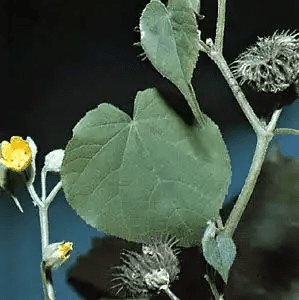 16 Medicinal Health Benefits Of Velvetleaf (Abutilon theophrasti)