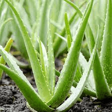 19 Medicinal Health Benefits of Aloe Vera (Aloe barbadensis miller) 19 Medicinal Health Benefits of Aloe Vera (Aloe barbadensis miller)
