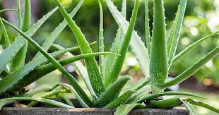 19 Medicinal Health Benefits of Aloe Vera (Aloe barbadensis miller) 19 Medicinal Health Benefits of Aloe Vera (Aloe barbadensis miller)