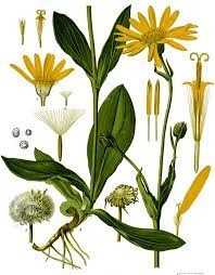 19 Medicinal Health Benefits Of Arnica (Arnica montana) 19 Medicinal Health Benefits Of Arnica (Arnica montana)