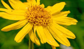19 Medicinal Health Benefits Of Arnica (Arnica montana) 19 Medicinal Health Benefits Of Arnica (Arnica montana)