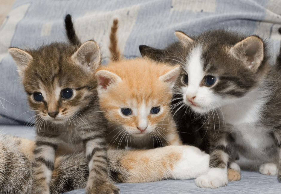 Domestic Shorthair Cat Breed Description and Complete Care Guide