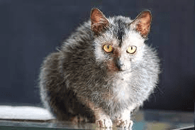 Lykoi Cat Breed Description and Complete Care Guide