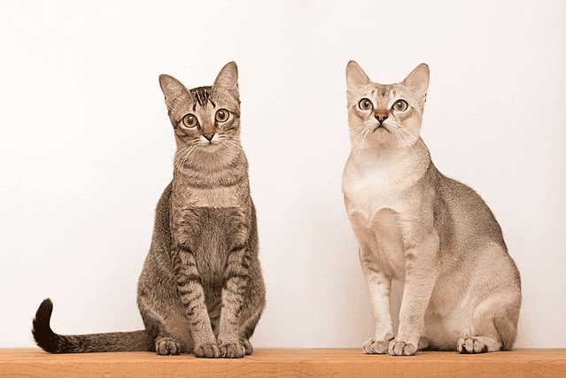 Singapura Cat Breed Description and Complete Care Guide