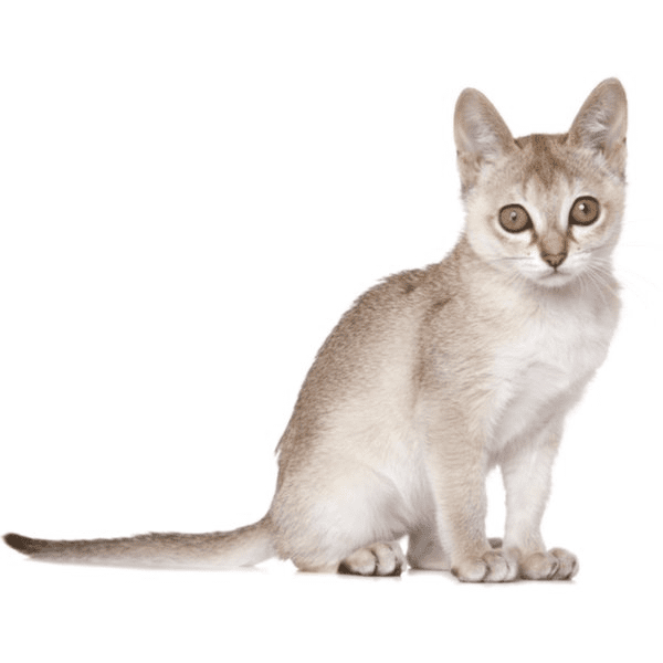 Singapura Cat Breed Description and Complete Care Guide