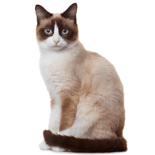 Snowshoe Cat Breed Description and Complete Care Guide