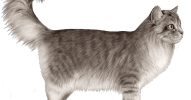Ragamuffin Cat Breed Description and Complete Care Guide