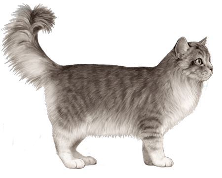 Ragamuffin Cat Breed Description and Complete Care Guide