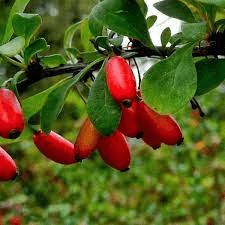 19 Medicinal Health Benefits Of Barberry (Berberis vulgaris)