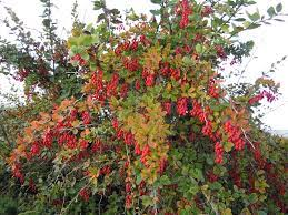 19 Medicinal Health Benefits Of Barberry (Berberis vulgaris)