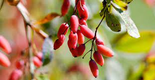 19 Medicinal Health Benefits Of Barberry (Berberis vulgaris)