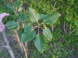 20 Medicinal Health Benefits Of Balsam Poplar (Populus balsamifera)