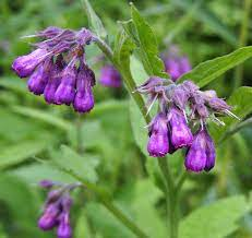 15 Medicinal Health Benefits Of Comfrey (Symphytum officinale)