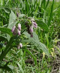 15 Medicinal Health Benefits Of Comfrey (Symphytum officinale)