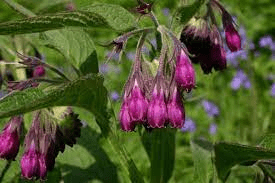 15 Medicinal Health Benefits Of Comfrey (Symphytum officinale)