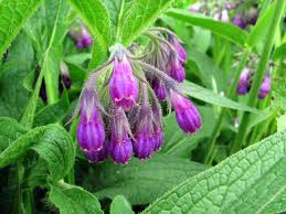 15 Medicinal Health Benefits Of Comfrey (Symphytum officinale)