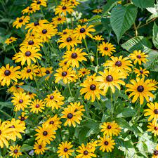 19 Medicinal Health Benefits Of Black-Eyed Susan (Rudbeckia hirta)