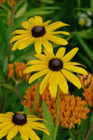 19 Medicinal Health Benefits Of Black-Eyed Susan (Rudbeckia hirta)