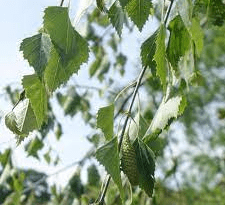 18 Medicinal Health Benefits Of Birch Tree (Betula)