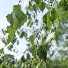 18 Medicinal Health Benefits Of Birch Tree (Betula)