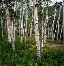 18 Medicinal Health Benefits Of Birch Tree (Betula)