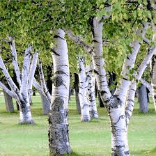 18 Medicinal Health Benefits Of Birch Tree (Betula)