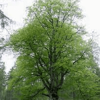 19 Medicinal Health Benefits Of Beech Tree (Fagus)