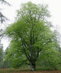19 Medicinal Health Benefits Of Beech Tree (Fagus)