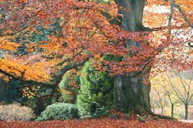 19 Medicinal Health Benefits Of Beech Tree (Fagus) 19 Medicinal Health Benefits Of Beech Tree (Fagus)