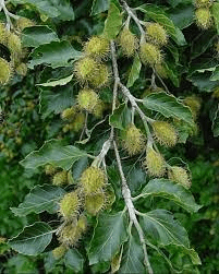 19 Medicinal Health Benefits Of Beech Tree (Fagus) 19 Medicinal Health Benefits Of Beech Tree (Fagus)