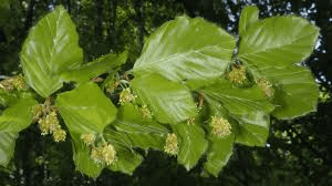 19 Medicinal Health Benefits Of Beech Tree (Fagus) 19 Medicinal Health Benefits Of Beech Tree (Fagus)