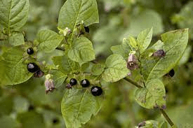 20 Medicinal Health Benefits Of Belladonna (Atropa belladonna)