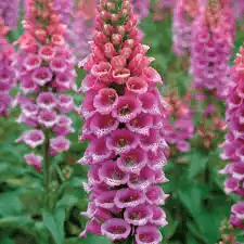 10 Medicinal Health Benefits Of Digitalis (Foxglove) 10 Medicinal Health Benefits Of Digitalis (Foxglove)
