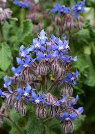 20 Medicinal Health Benefits Of Borage (Borago officinalis)