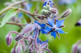 20 Medicinal Health Benefits Of Borage (Borago officinalis)