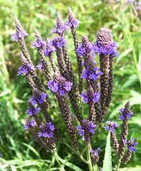 19 Medicinal Health Benefits Of Blue Vervain (Verbena hastata)