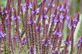 19 Medicinal Health Benefits Of Blue Vervain (Verbena hastata)