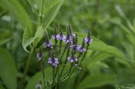 19 Medicinal Health Benefits Of Blue Vervain (Verbena hastata)